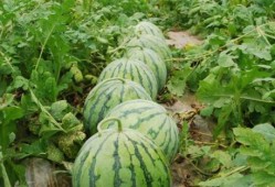 热门大瓜每日必吃大瓜合集,揭秘娱乐圈最新动态，一网打尽娱乐圈风云